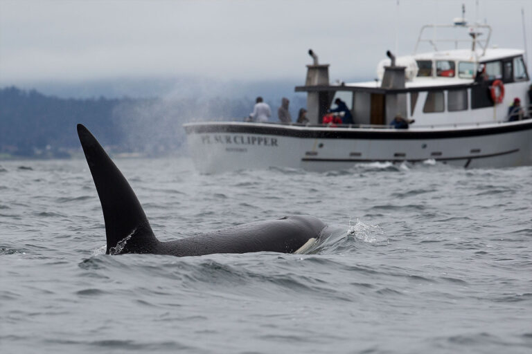 Killer Whale near a boat (Getty Images/Chase Dekker Wild-Life Images)