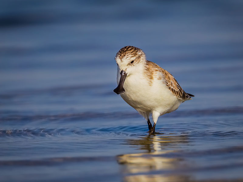 Spoon-billed sandpiper