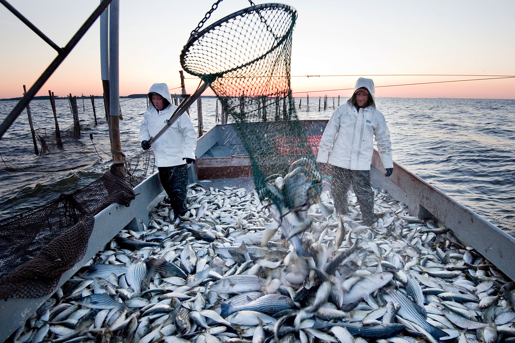 Fishing a pound net in the Chesapeake Bay off Tilghman Island (Getty Images/Jay Fleming)