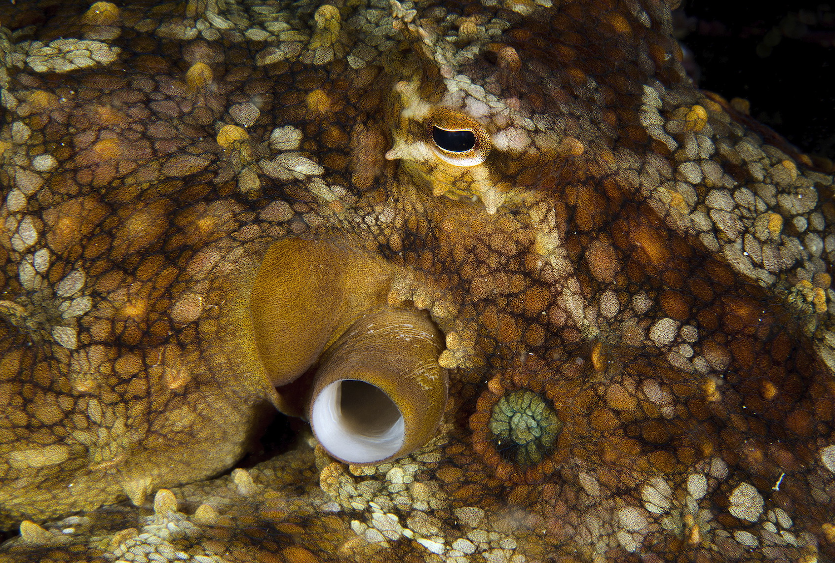 Two-spotted Octopus, Octopus bimaculoides, portrait at Sea of Cortez, Baja California Mexico. (Luis Javier Sandoval/VW Pics/Universal Images Group via Getty Images)