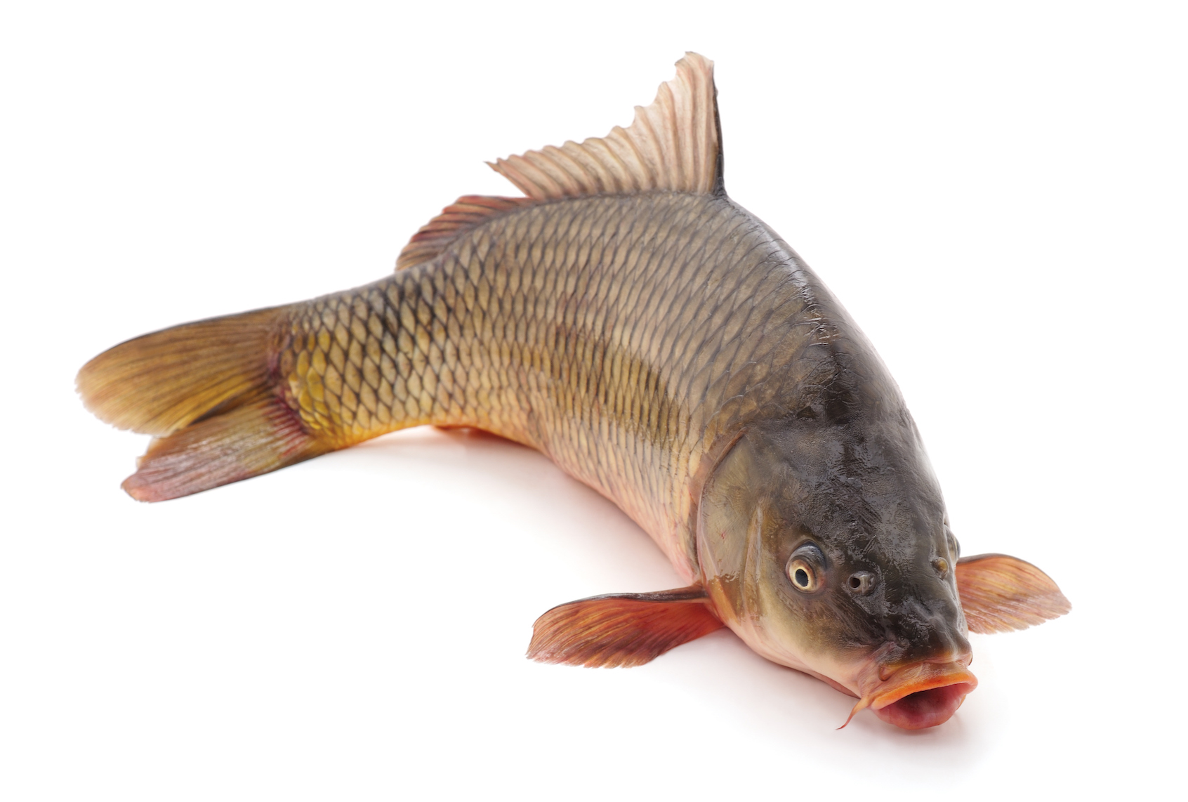 Big fresh carp (Voren1 via Getty Images) (Voren1 via Getty Images)