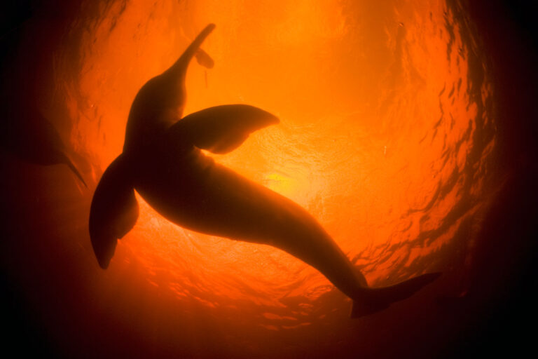 Amazon River Dolphin or Boto (Inia geoffrensis) Underwater, playing with leaf, Rio Negro, Amazon, Brazil (Getty Images/Kevin Schafer)