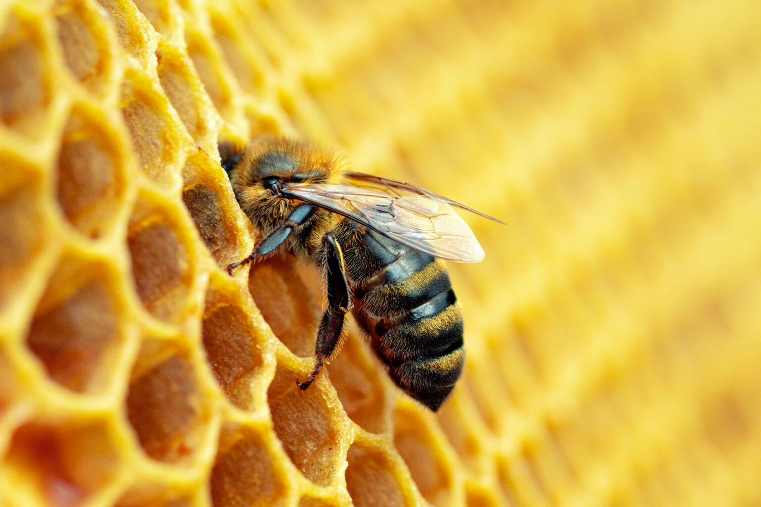 Hexagon heaven: Scientists reveal bees and wasps use the same math to ...