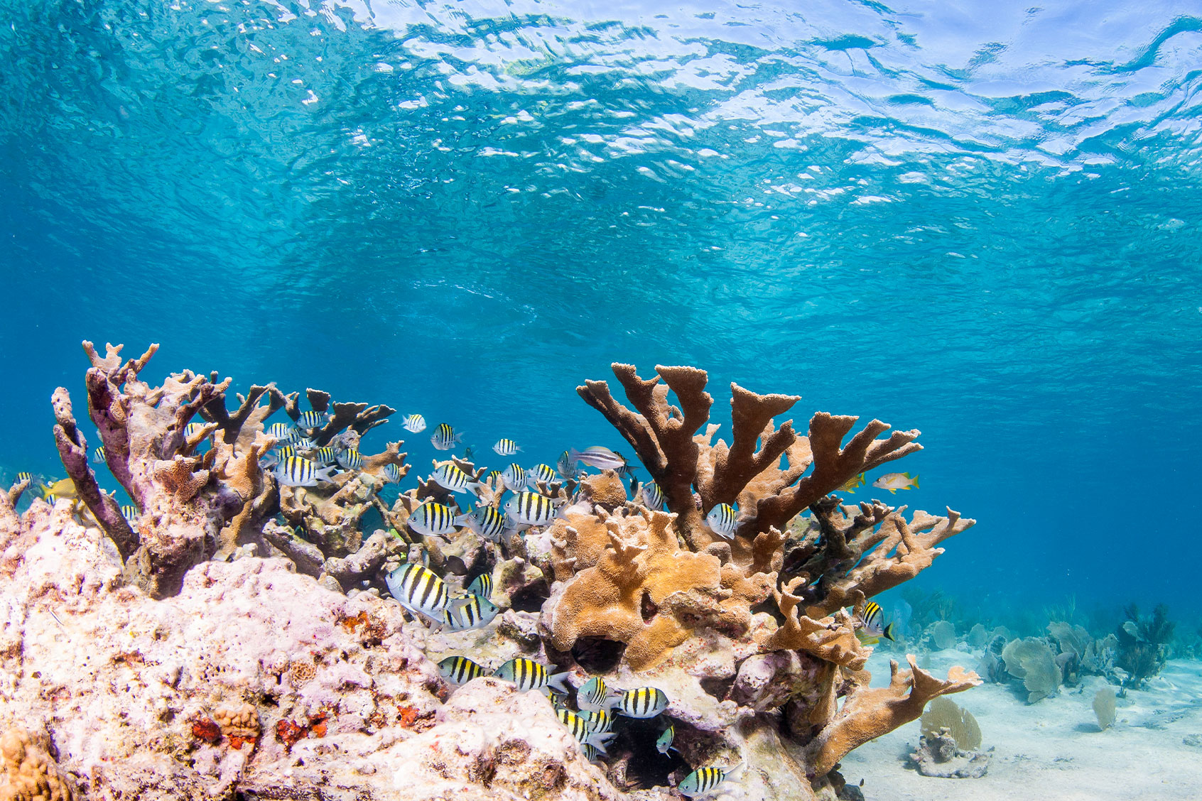 Coral Reef (Getty Images/by wildestanimal)