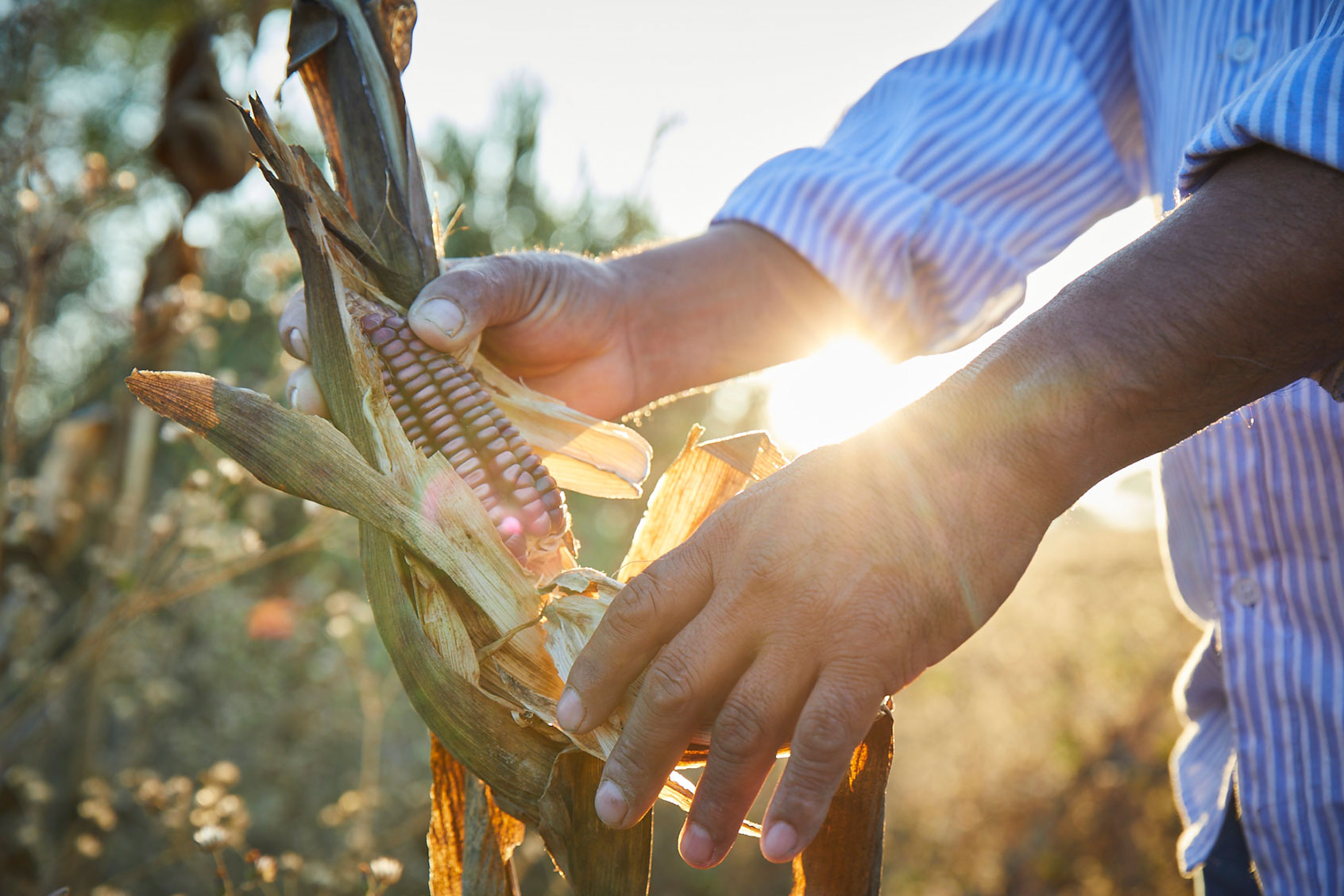 Farmer sourcing corn-maize