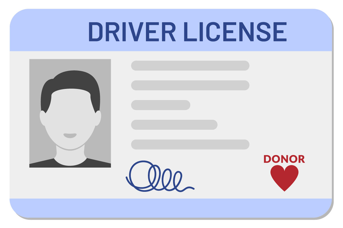  Driver's License Of Organ Donor, illustration