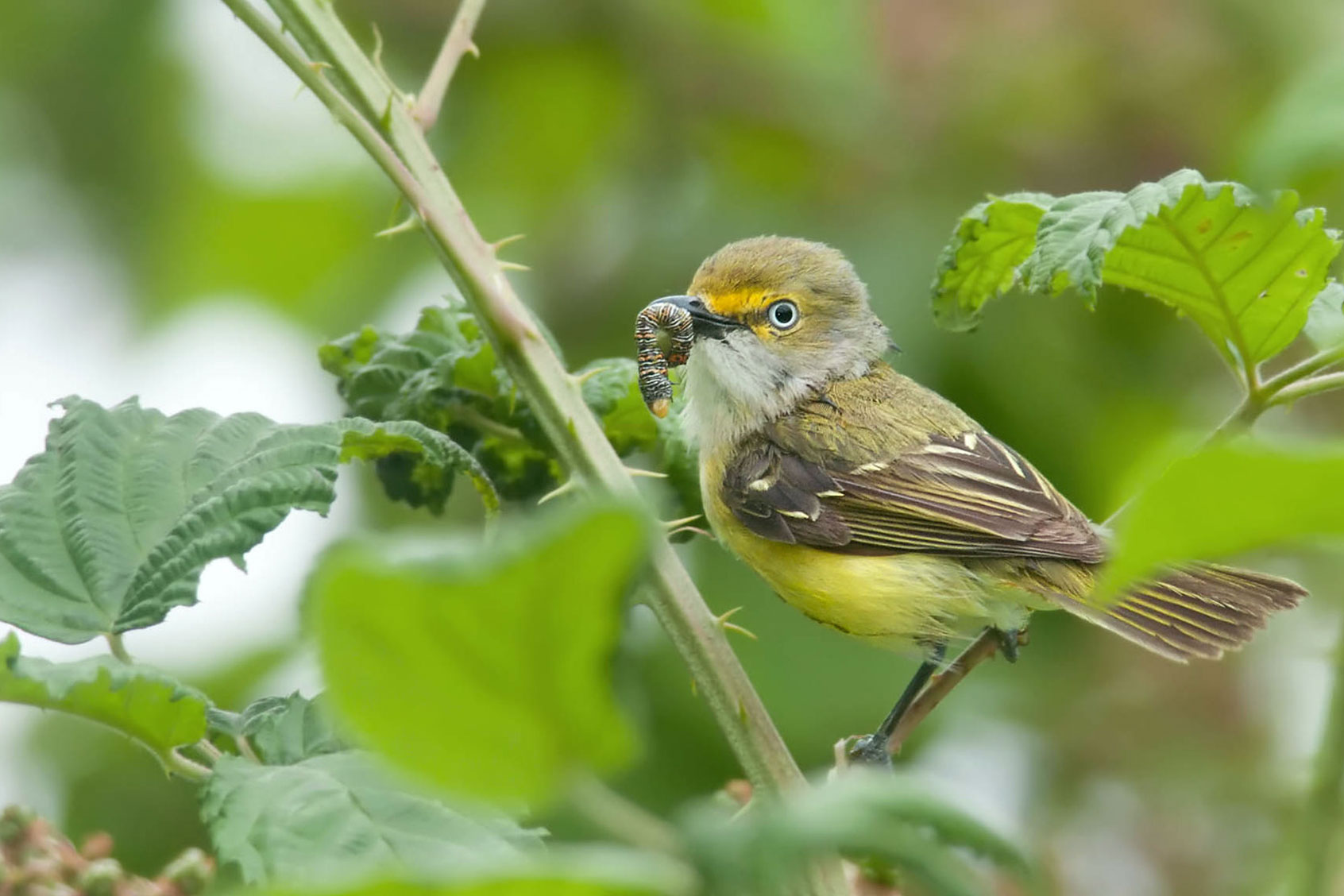 White-eyed Vireo (Kelly Colgan Azar/Flickr)