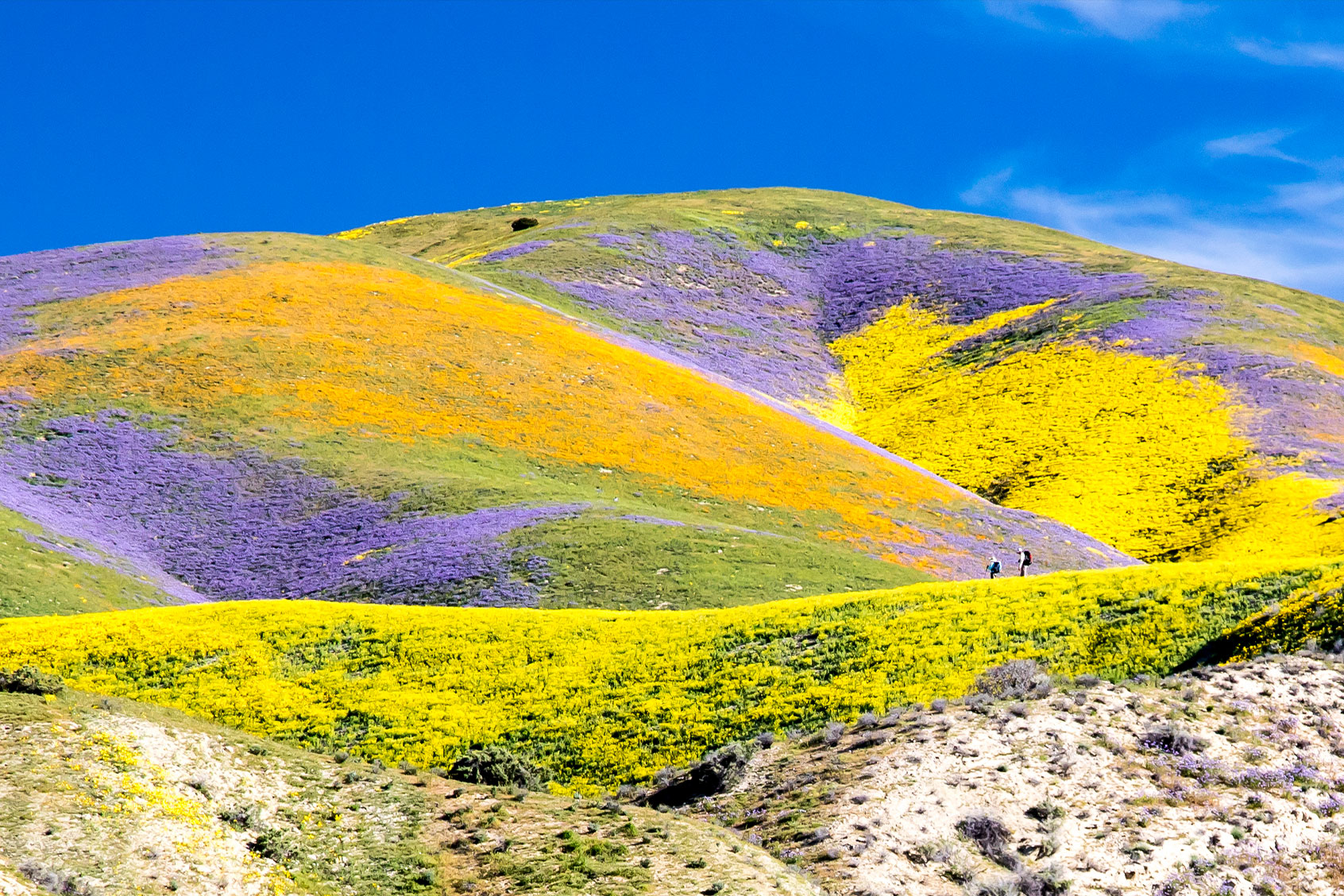 Carrizo Plain National Monument (Bob Wick/Bureau of Land Management)