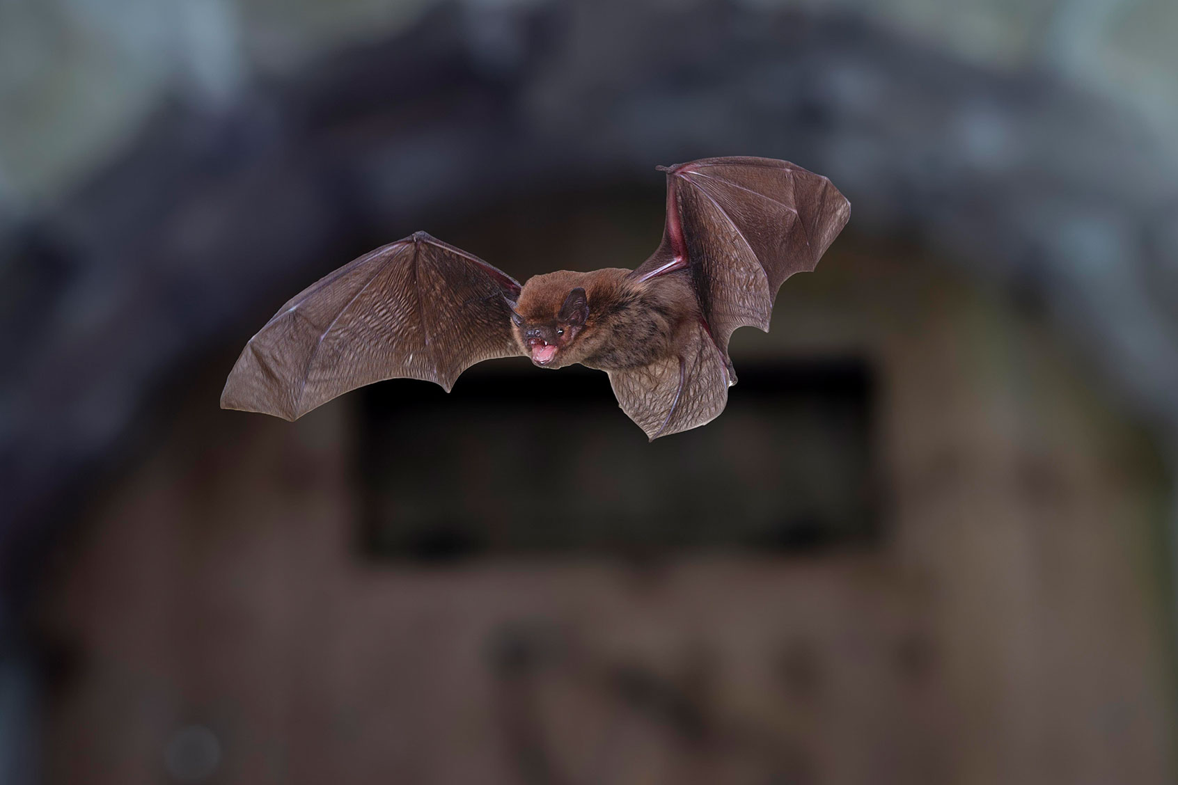 Common pipistrelle (Pipistrellus pipistrellus) in flight (Getty Images/imageBROKER/Dieter Mahlke)