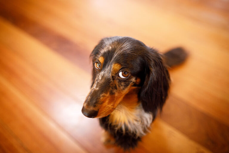Cute dog with guilty face (Getty Images/Capuski)