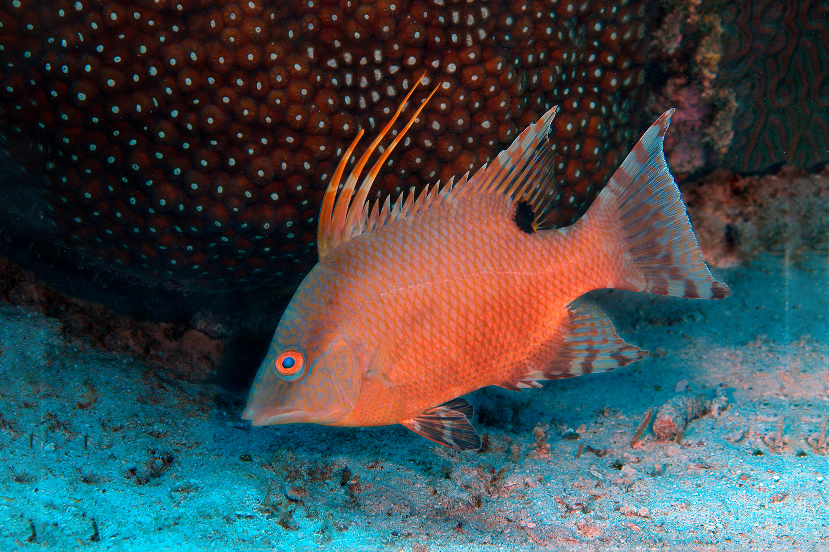 Hogfish (Lachnolaimus maximus)