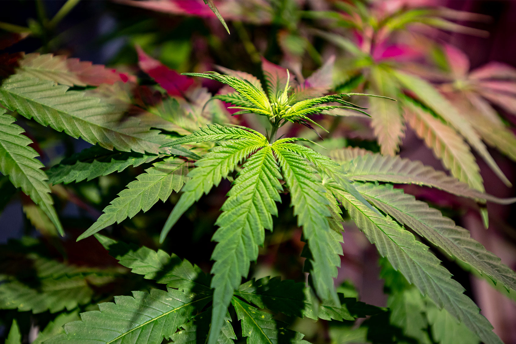 A plant of the industrial hemp variety Futura 75 stands in the Hemp Museum in Berlin. (Fabian Sommer/picture alliance via Getty Images)