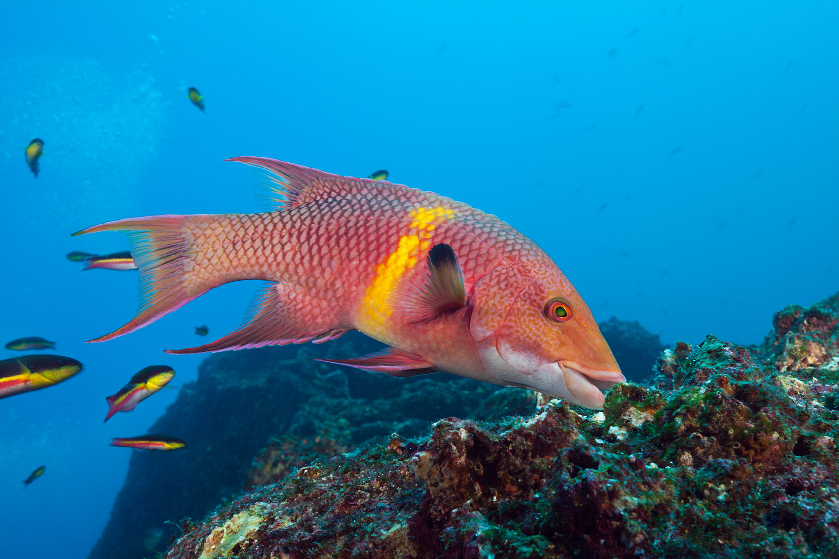 Mexican Hogfish (Reinhard Dirscherlullstein bild via Getty Images)