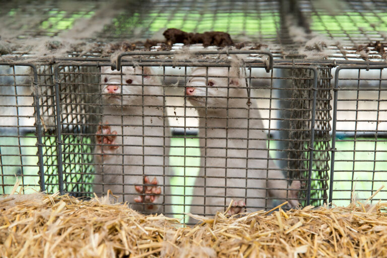 Minks at farmer Stig Sørensen's estate where all minks must be culled due to a government order on November 7, 2020 in Bording, Denmark. (Ole Jensen/Getty Images)