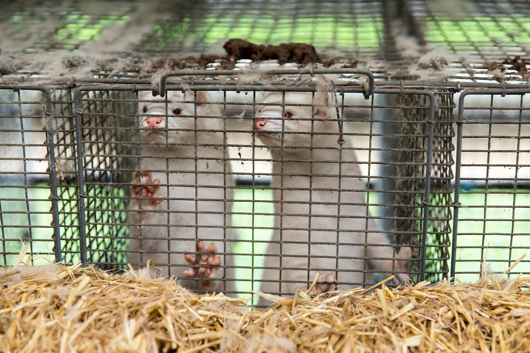Minks at farmer Stig Sørensen's estate where all minks must be culled due to a government order on November 7, 2020 in Bording, Denmark. (Ole Jensen/Getty Images)