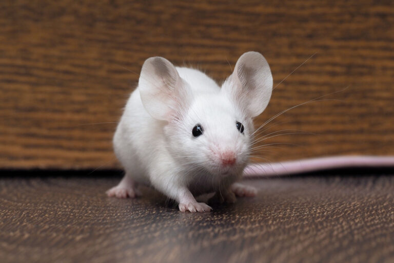 Mouse (Getty Images/kozorog)