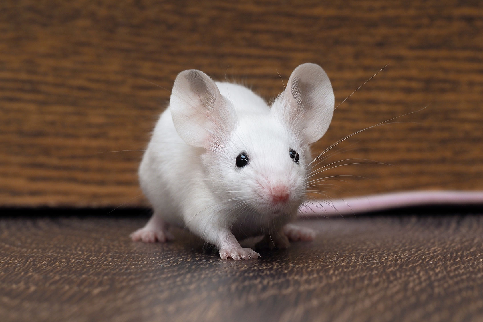 Mouse (Getty Images/kozorog)