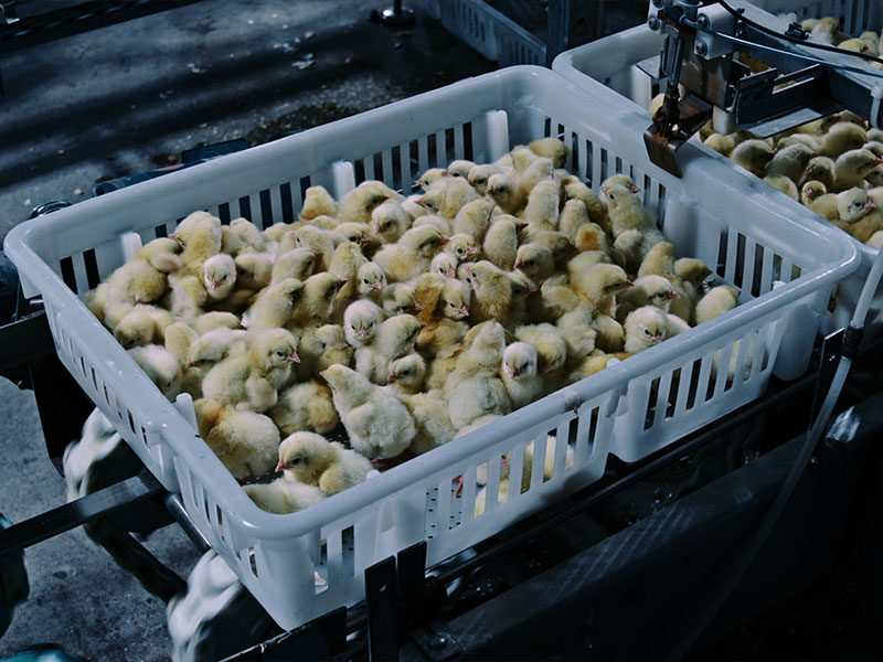Poisoned: The Dirty Truth About Your Food