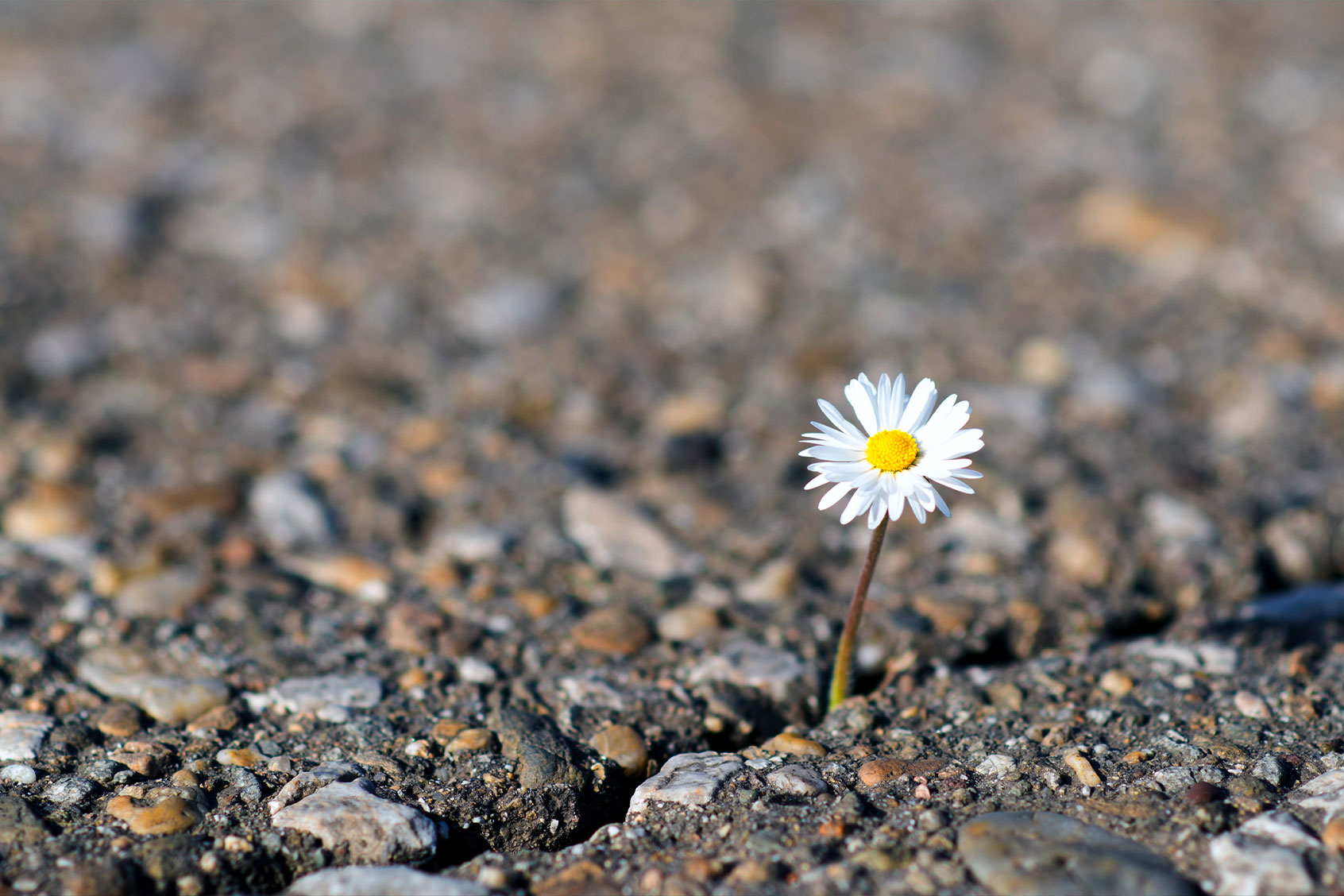 Daisy coming out of cracked earth (Getty Images/ljubaphoto)