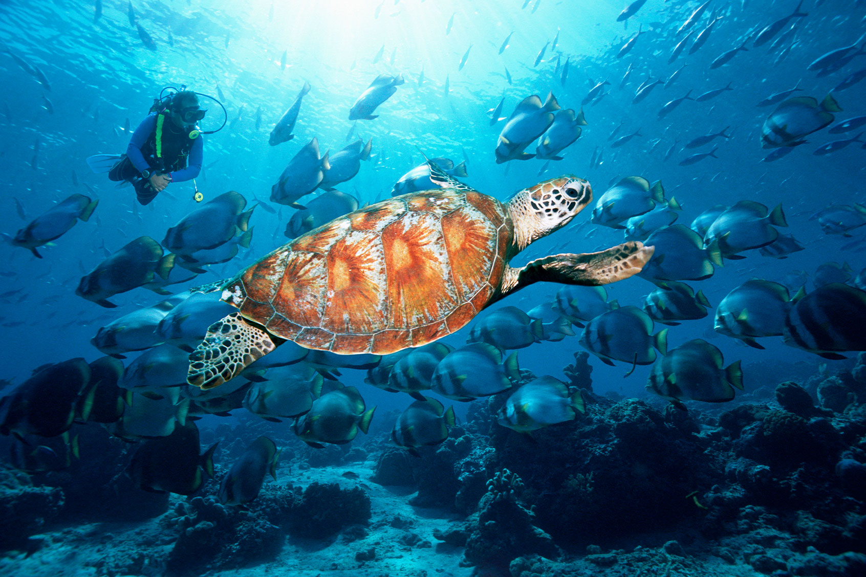 Scuba diver with a large school of batfish and a green sea turtle. (Getty Images/Georgette Douwma)