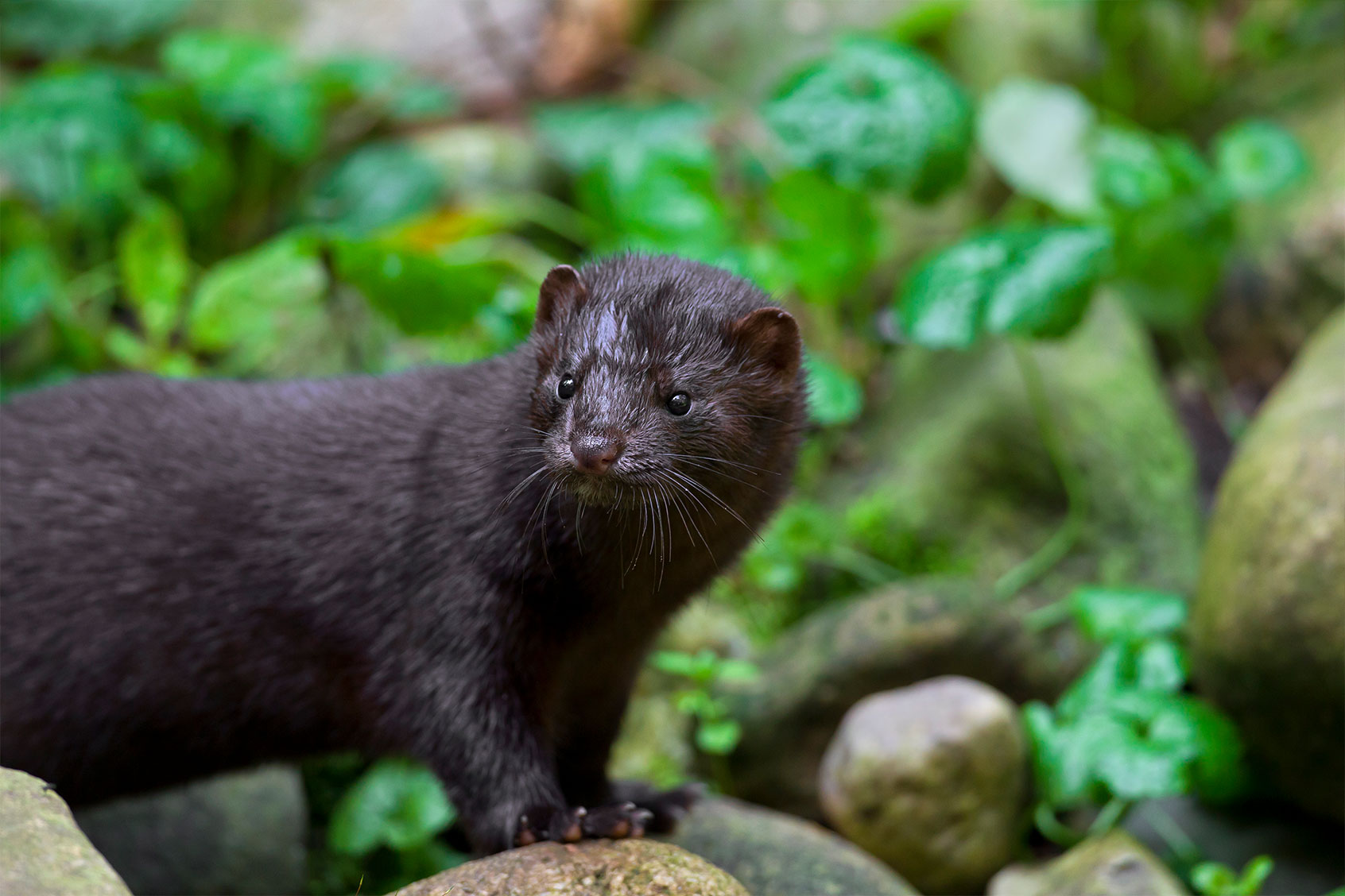 American mink (Neovison vison / Mustela vison), mustelid native to North America on river bank. (Arterra/Universal Images Group via Getty Images)