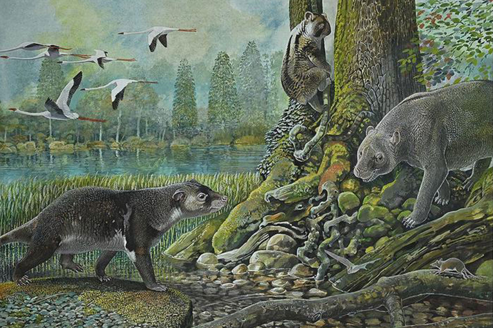 Reconstruction of the 25 million year old Ditjimanka Lumakoala blackae, featuring (left to right) the wallaby-sized herbivore Muramura williamsi, extinct koala relative Madakoala devisi and the calf-sized ilariid (Ilaria lawsone). (Illustration courtesy of Peter Schouten)