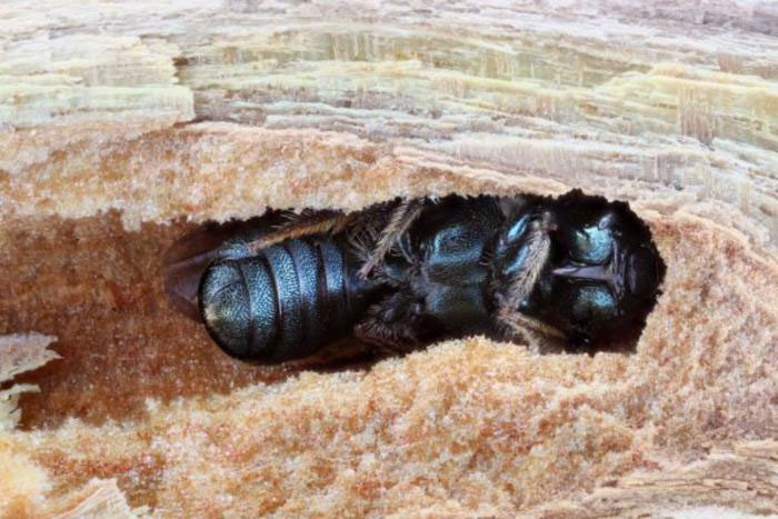 Small carpenter bee (ceratina calcarata) in a nest