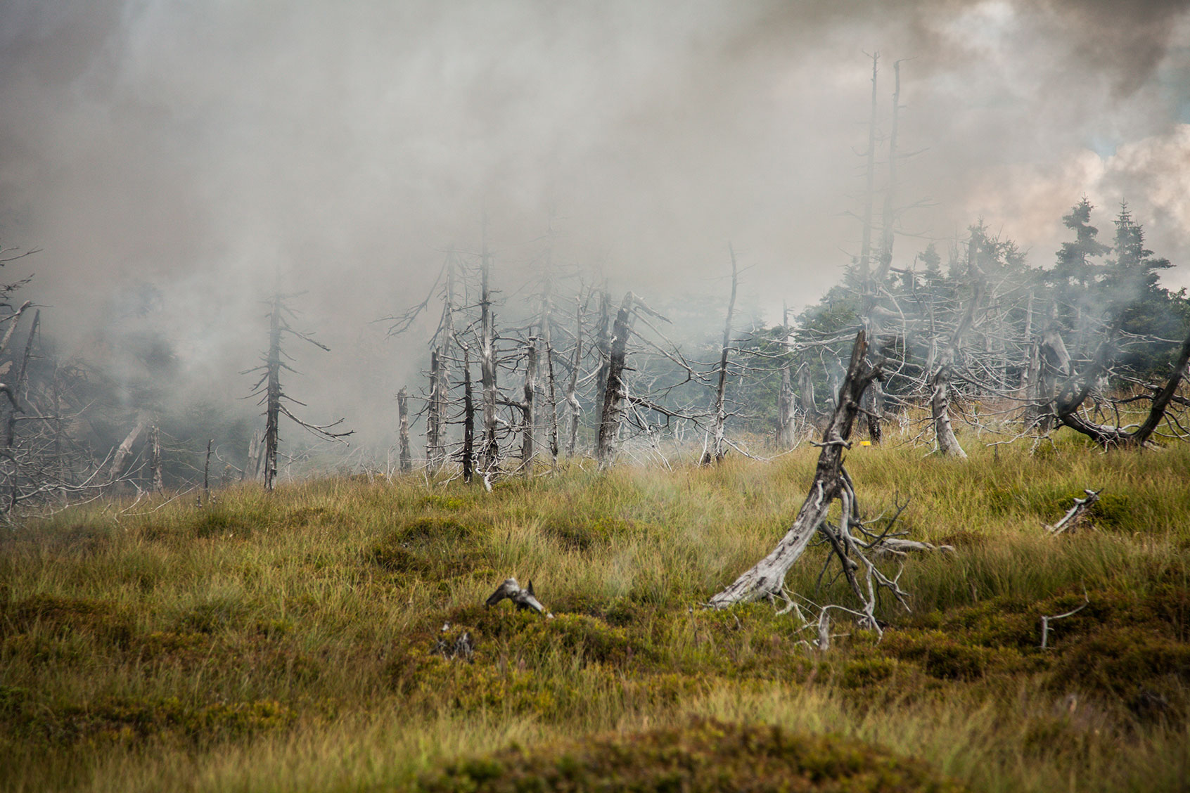 Pine trees have died and fallen killed by acid rain (Getty Images/wcjohnston)