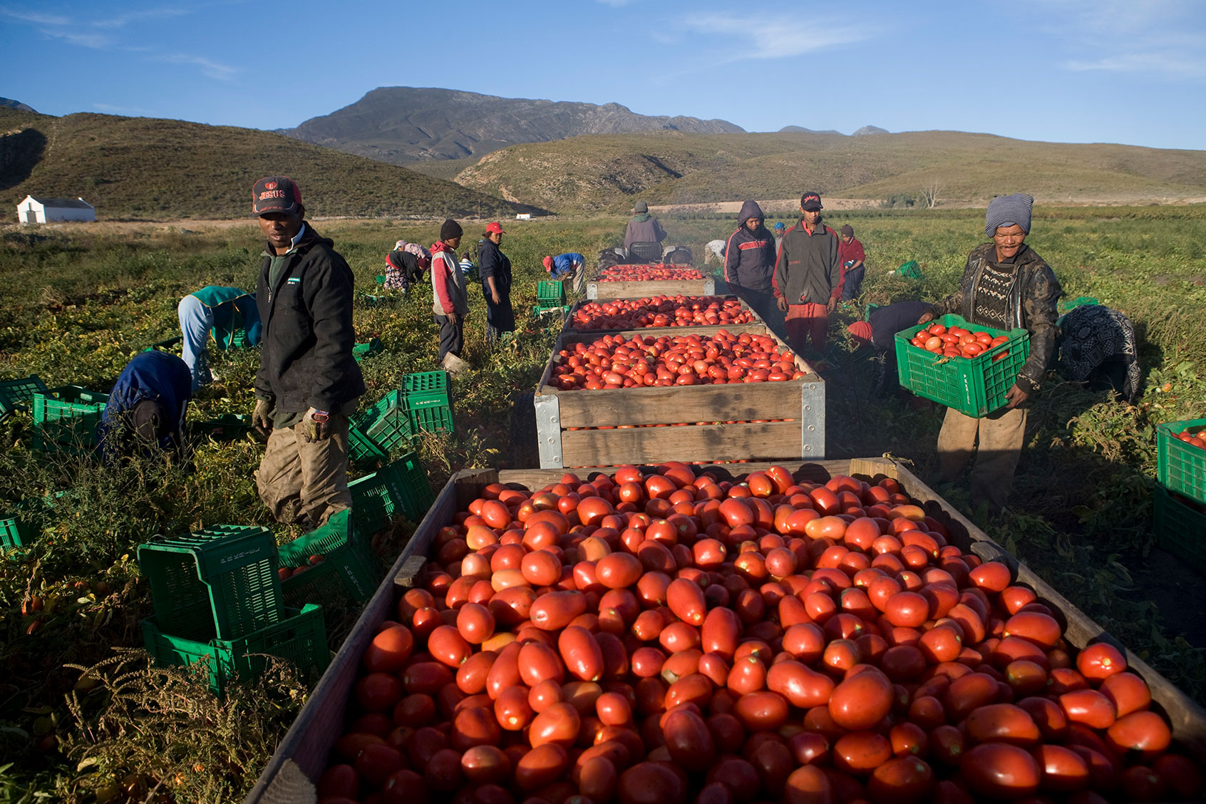 Seasonal farm labourers pick tomatoes on a farm in the Boland region of the Cape Province. These tomatoes were destined to go to a canning factory to be made into tinned tomatoes. (Gideon Mendel/Corbis via Getty Images)