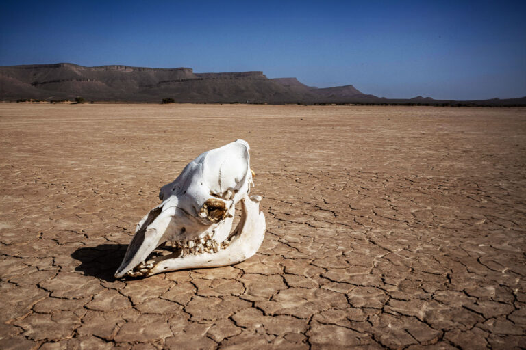 The skull of an animal of the camelidae group on the dry Oued Tijekht in the Moroccan Sahara desert, near the central city of Tafraout in Morocco. (JEAN-PHILIPPE KSIAZEK/AFP via Getty Images)