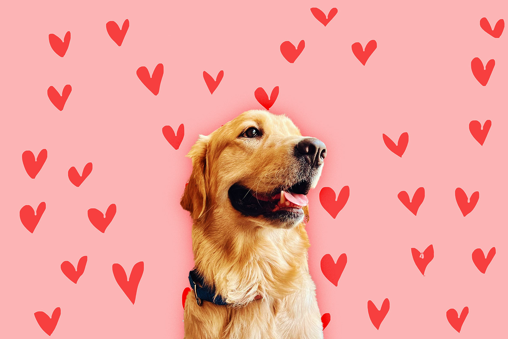 Golden Retriever (Photo illustration by Salon/Getty Images)