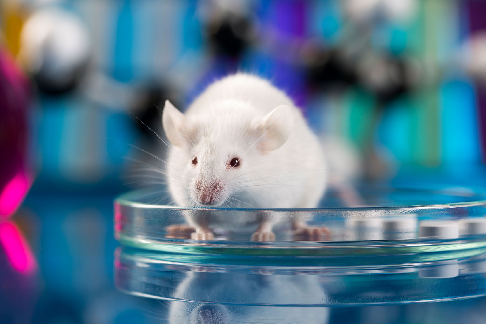 Lab Mouse (Getty Images/JacobStudio)