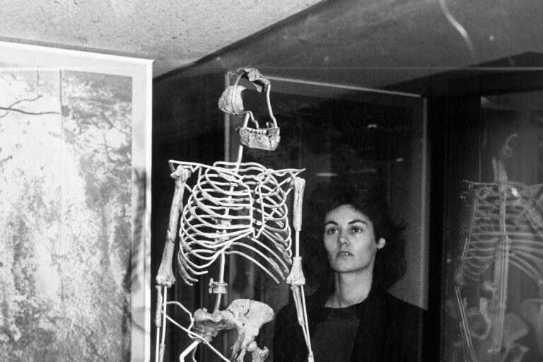 In the Senckenberg museum in Frankfurt on the Main on 24 June 1988, a woman looks at the reconstruction of the sceleton of "Lucy" who was a woman living in the area of today's Ethiopia about 3,2 million years ago and is one of the most famous fossils of early mankind. (Heinz Wieseler/picture alliance via Getty Images)