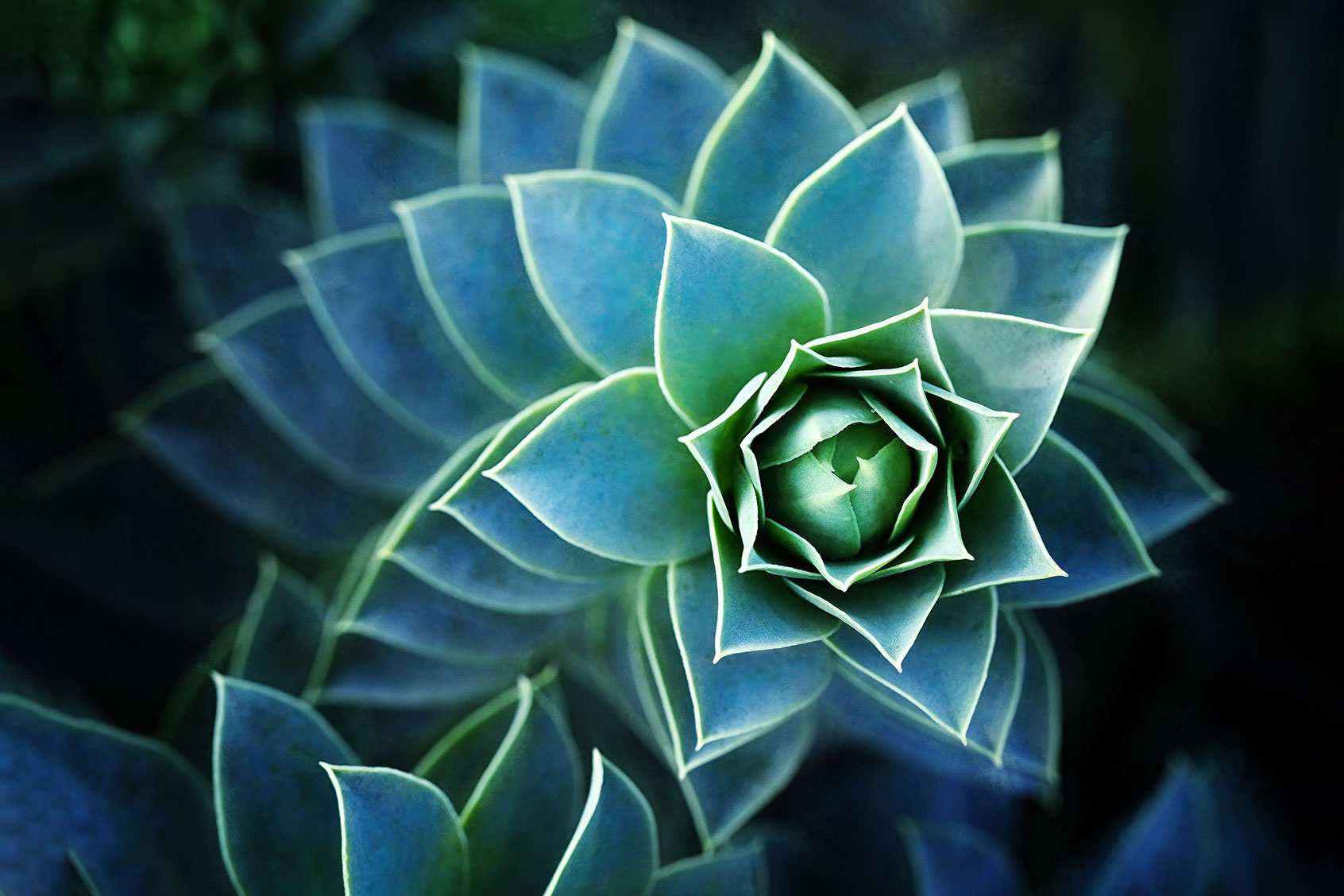 Macro image of a houseleek (Getty Images / © Jackie Bale)