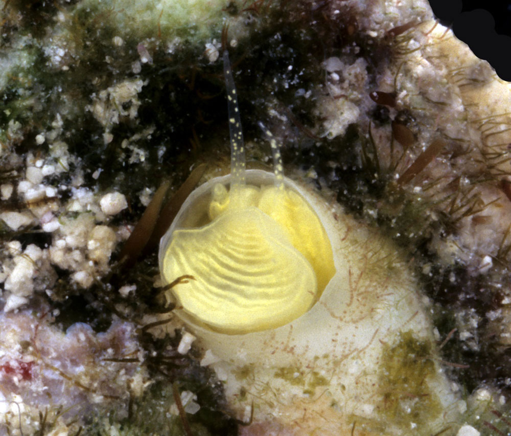 Margarita snail - Cayo margarita
