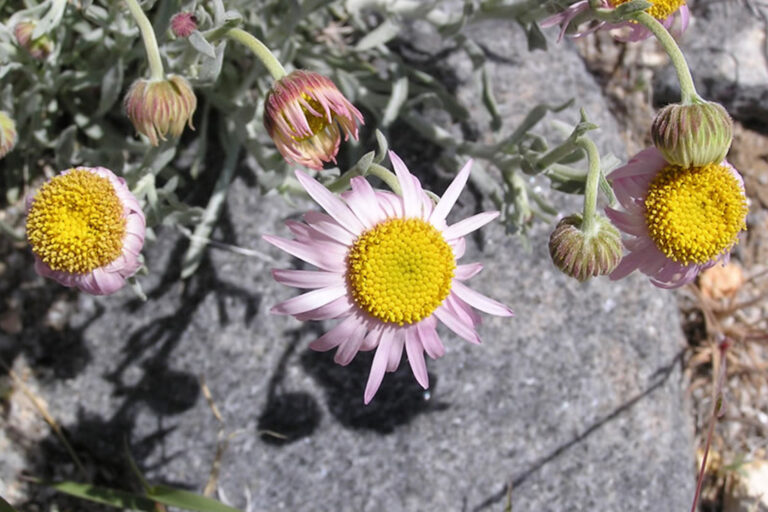 Parish's Daisy (Erigeron parishii) (Photo courtesy of Chelsea Vollmer/USFS)