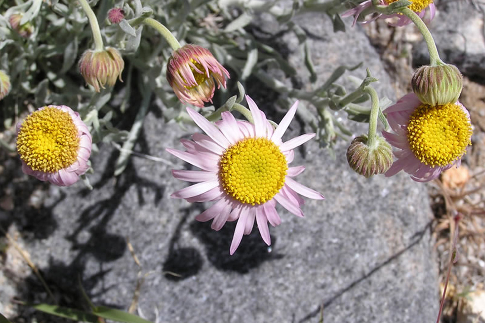 Parish's Daisy (Erigeron parishii) (Photo courtesy of Chelsea Vollmer/USFS)