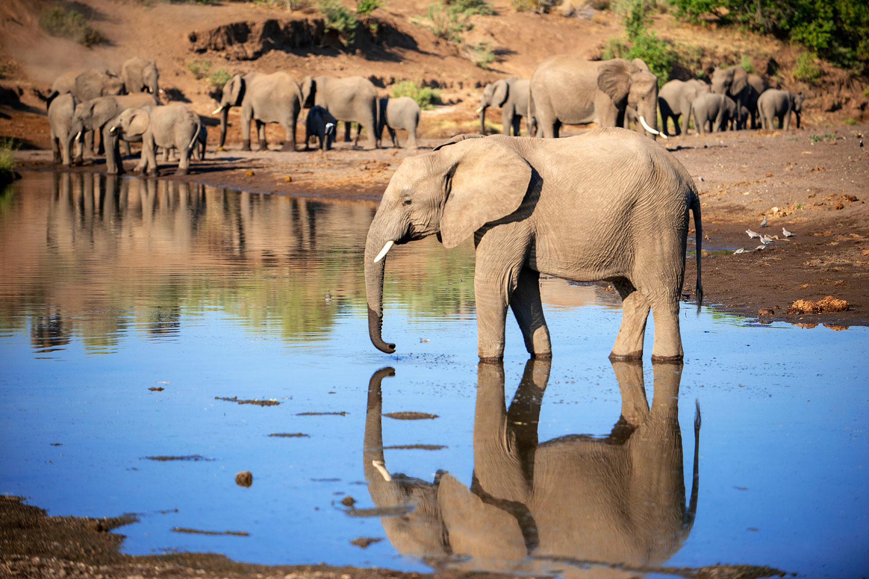 African elephant (Loxodonta africana) small group of elephants drinking at a waterhole in Mashatu game reserve, Botswana, Africa. (Sergi Reboredo/VW Pics/Universal Images Group via Getty Images)