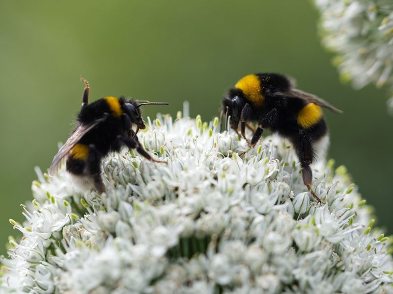 Bumblebees