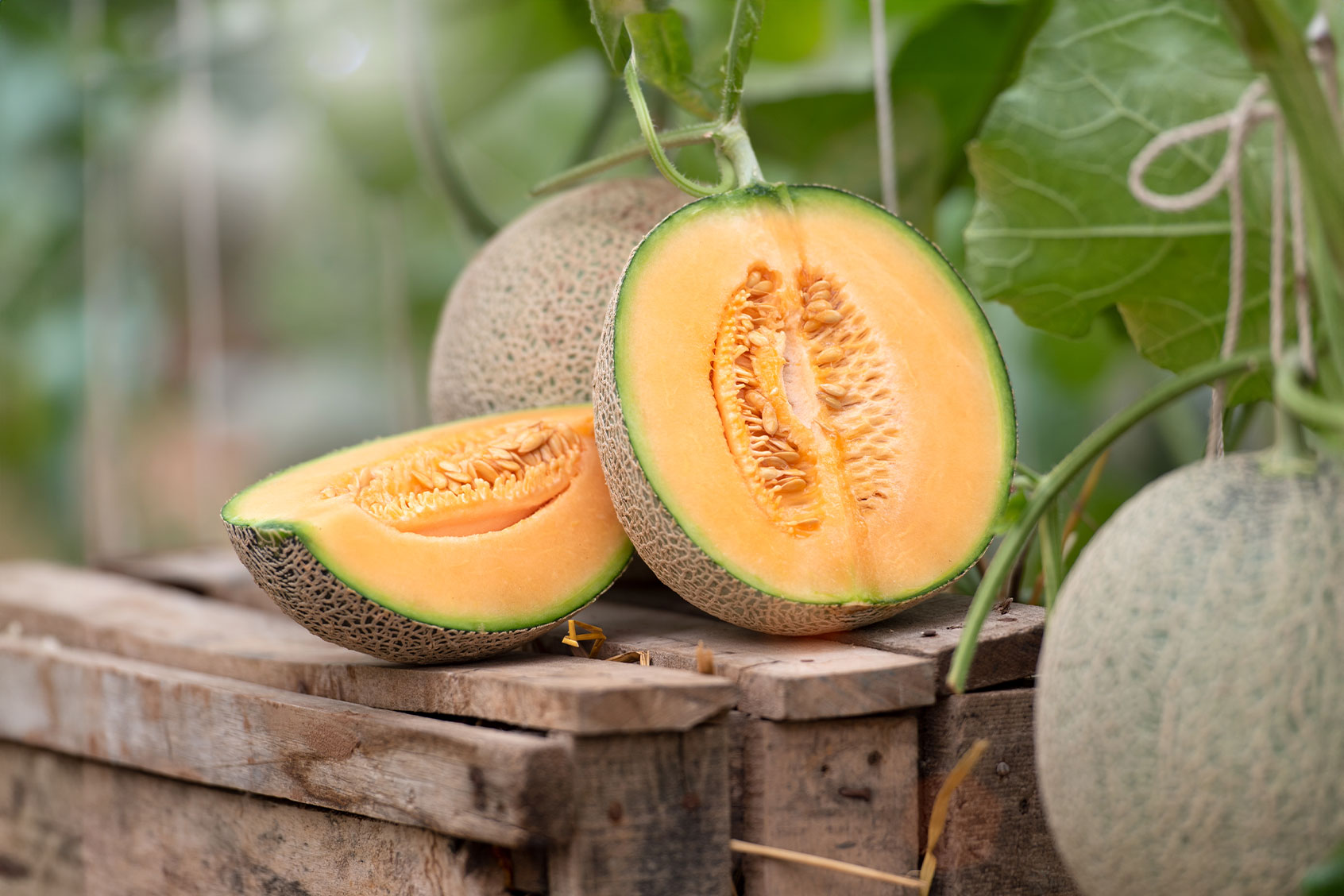 Japanese watermelons or cantaloupe (Getty Images/Sirisak Boakaew)