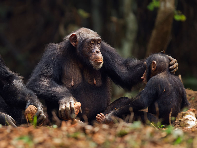 Chimpanzees