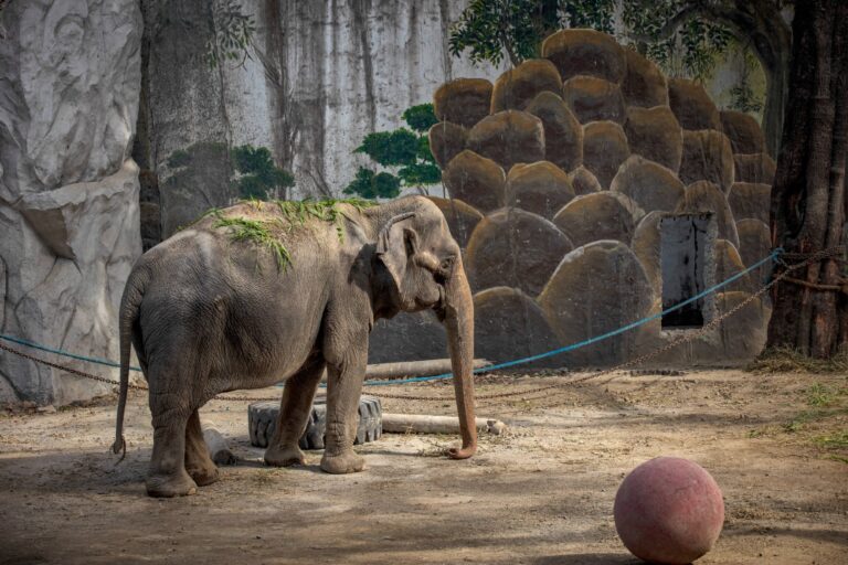 Mali, an elephant that has been in captivity for 45 years, is seen at a zoo converted into a vaccination site on January 19, 2022 in Manila, Philippines. (Ezra Acayan/Getty Images)