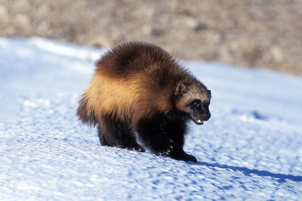 That's Wolverines Wolverines listed as threatened species as climate change melts their ...