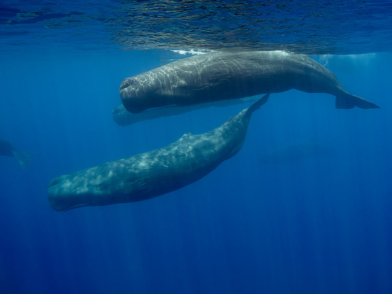 Sperm Whales