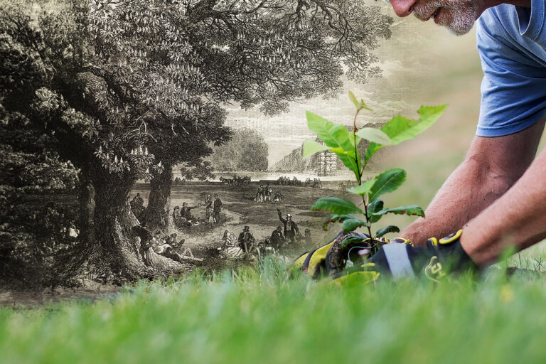 Protecting and preserving the American chestnut tree (Photo illustration by Salon/Getty Images)