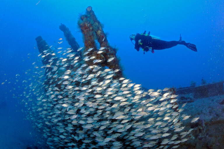 Diver and schooling Tomtates on WWII U-352 German submarine sunk in Atlantic ocean off coast of North Carolina. (Getty Images/Karen Doody/Stocktrek Images)