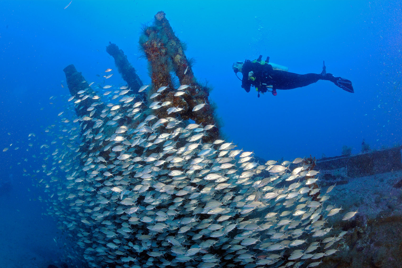 Diver and schooling Tomtates on WWII U-352 German submarine sunk in Atlantic ocean off coast of North Carolina. (Getty Images/Karen Doody/Stocktrek Images)