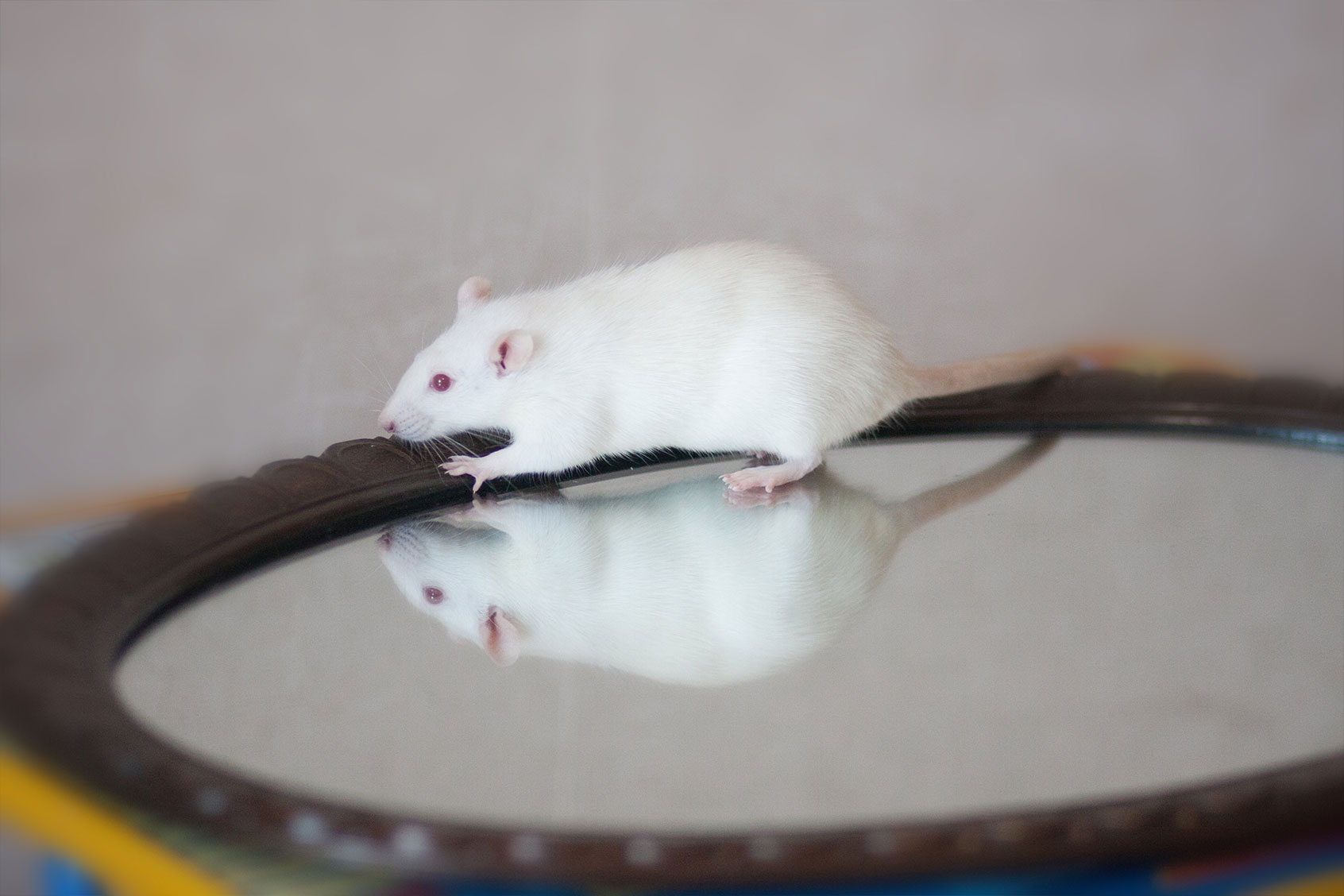Mouse on a mirror (Getty Images/Kseniia Glazkova)