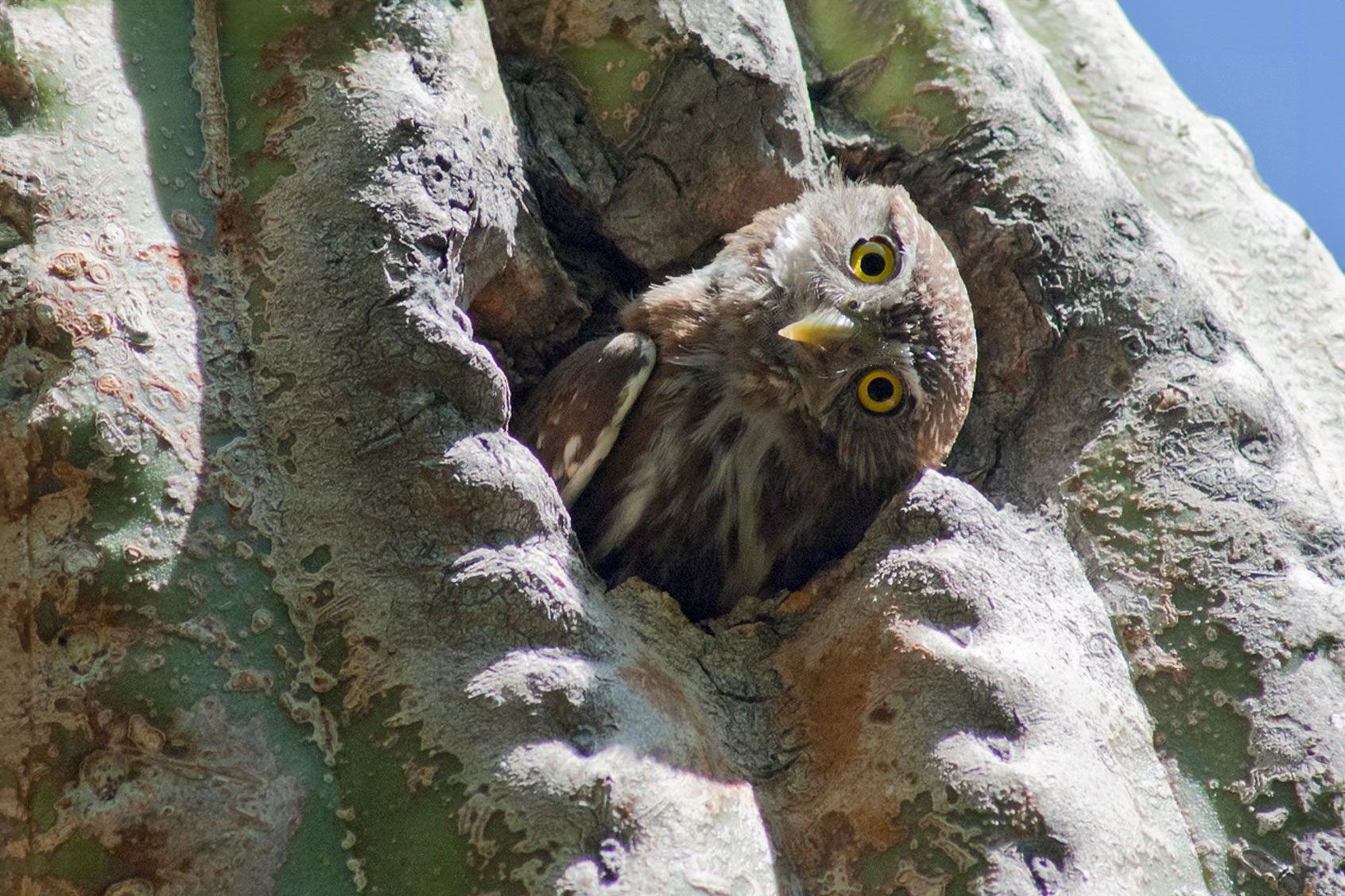 Cactus ferruginous pygmy owl (Photo by Sky Jacobs)