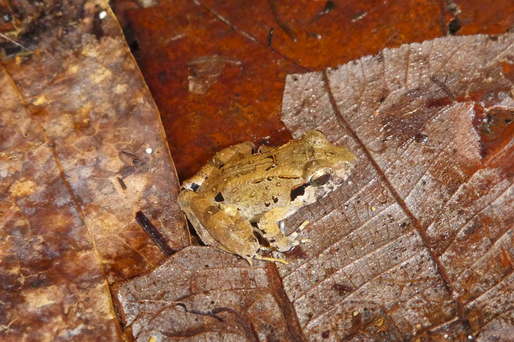 The new species of fanged frog, Limnonectes phyllofolia. (Sean Reilly)